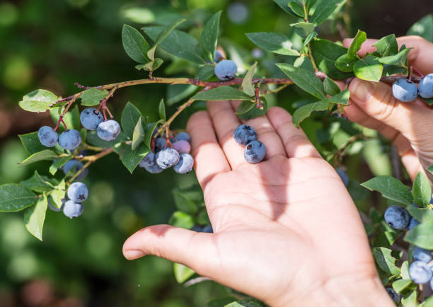 istock Blueberries picking. Female hand gathering blueberries. 1154408680