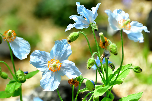 Gorgeous blue anemone on a green background. Gardening, perennial flowers.