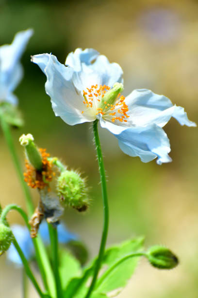 Himalayan blue-poppy (Meconopsis). 