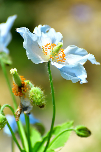 Meconopsis betonicifolia, also called Blue Himalayan Poppy, is a most impressive plant with large flowers in an amazing shade of true blue.