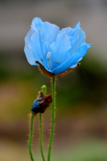 Meconopsis betonicifolia, also called Blue Himalayan Poppy, is a most impressive plant with large flowers in an amazing shade of true blue.