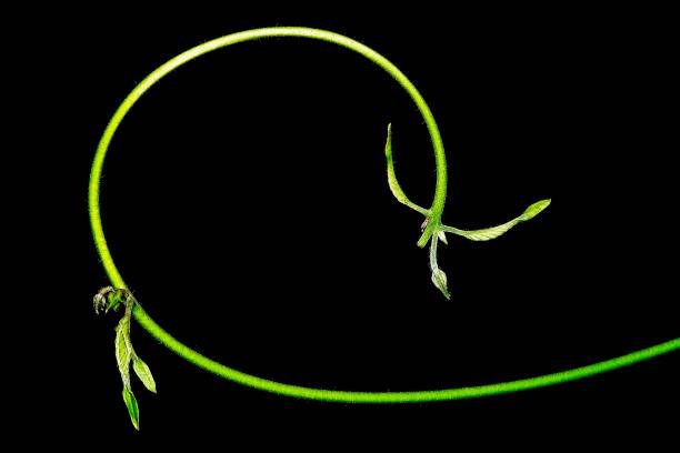 Closed up spiral hand of vine (black background)