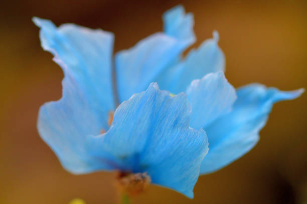 Macro of a bunch of cornflowers and bud.