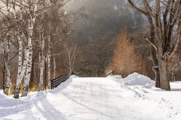istock Small road or footpath covered by snow in winter. 1154410326