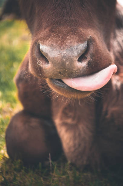 A close up of a calfs nose