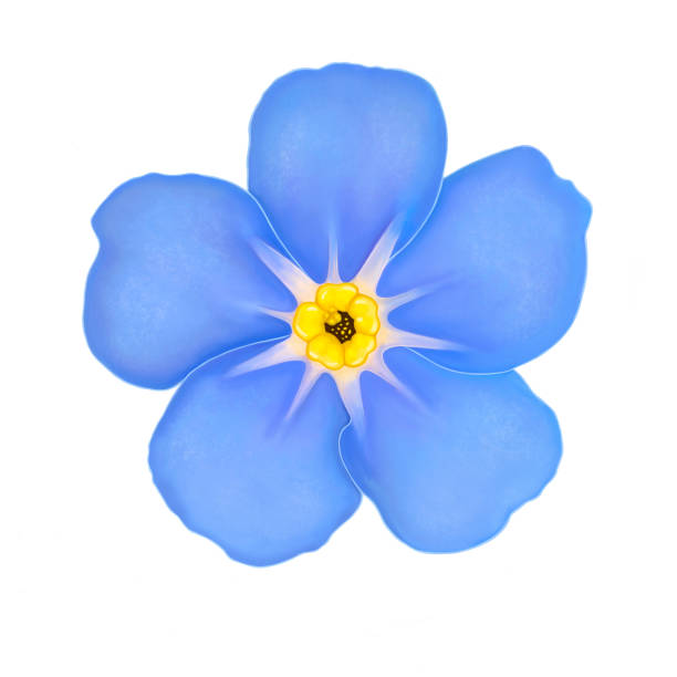 kuvapankkikuvitukset aiheesta sininen kukka unohdettava-minä-ei lähikuva eristetty valkoisella - myosotis scorpioides