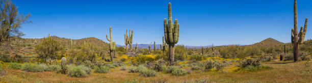 Sonoran Desert Panorama in Full Daylight stock photo