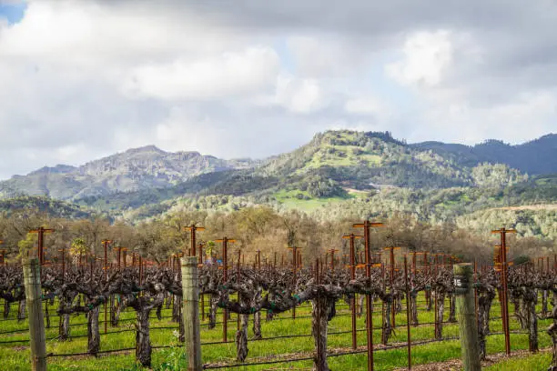 Photo of Napa Valley Vineyard