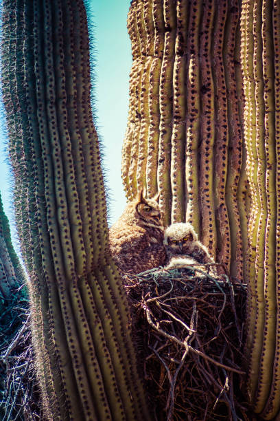 istock Great Horned Owl and Baby in Cactus 1154412670