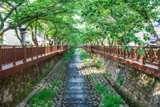 Yeojwacheon Stream in Summer
