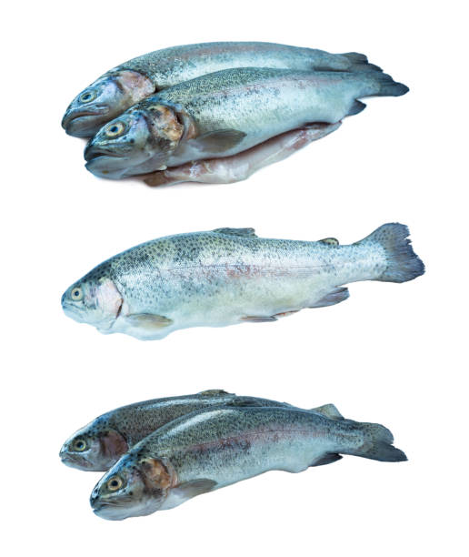 istock Fish rainbow trout, isolated on a white background. Two trouts over white background. Fish with copy space for text. Rainbow trout isolated on a white. Set of rainbow trout fish. 1154415007