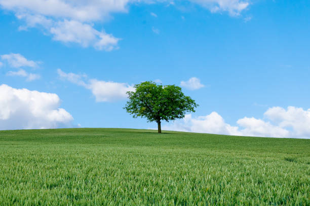 istock millet field with beautiful blue sky and clouds 1154415651