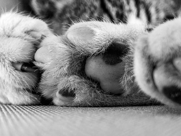 istock Paw pad as tabby cat sleeps 1154418007