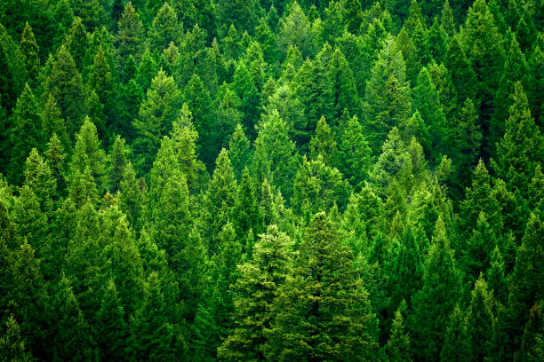 istock Forest of pine trees in wilderness mountains rugged green 1154421856
