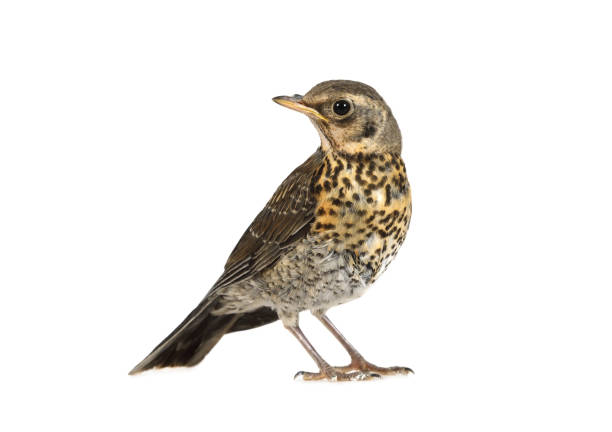 istock Baby bird thrush fieldfare isolated on a white 1154422369