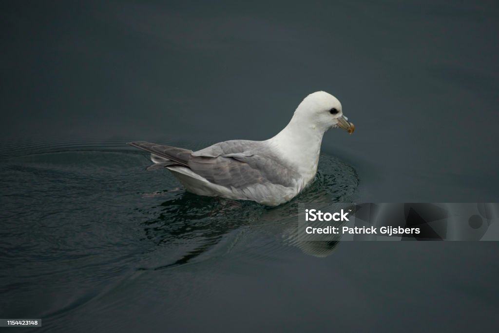 Fulmar septentrional - Photo de Animaux à l'état sauvage libre de droits