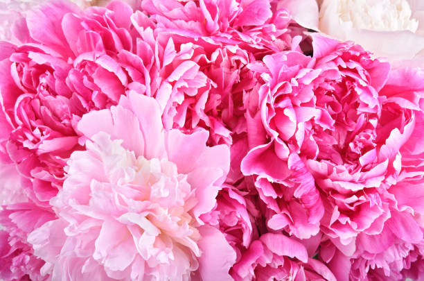 istock Bright bouquet of beauty peonies 1154423155
