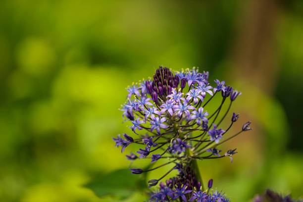 Purple flowers in japan