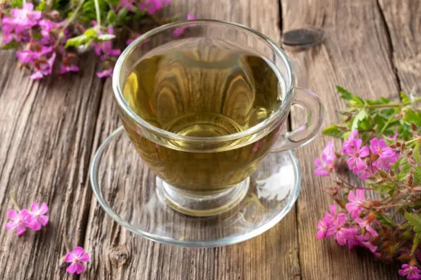 A cup of herbal tea with fresh blooming herb-Robert plant