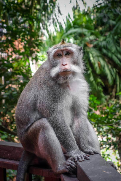 istock Monkey in the Monkey Forest, Ubud, Bali, Indonesia 1154426761