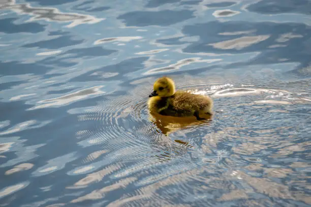 Gosling floating n water