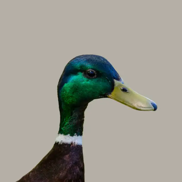 Duck isolated on grey background