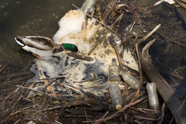 istock Plastic bottle foam pollution mallard duck Bear Creek river Denver Colorado 1154426994