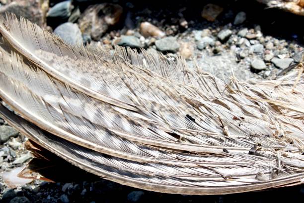 istock Feathers of a dead sea bird wing. 1154427041