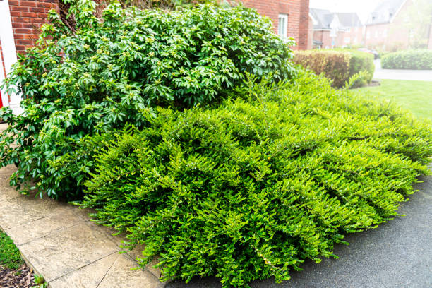 Overgrown bushes near the house stock photo