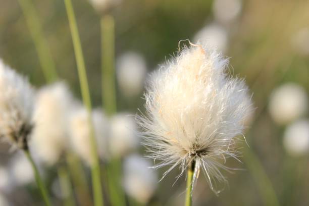 istock Cottongrass flowerhead 1154427412