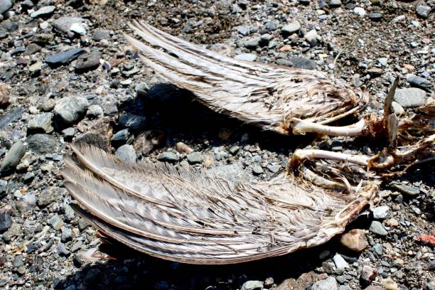 istock Wings and bones of a dead gull. 1154427648