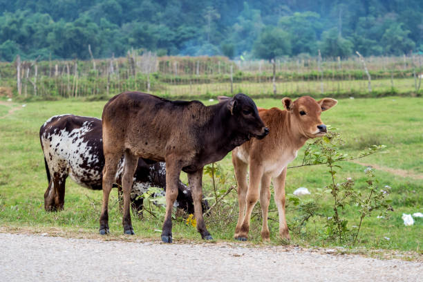 vacas en un campo cerca de vang vieng, provincia de vientiane, laos. - laos hut southeast asia shack fotografías e imágenes de stock