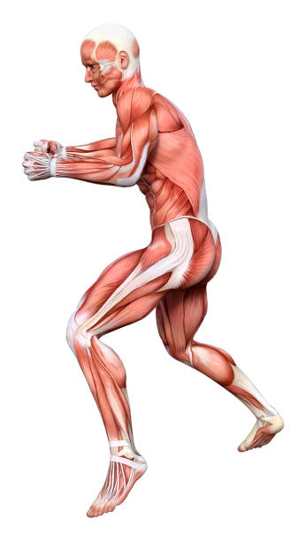 istock 3D illustration male figure with muscle maps on white 1154429534