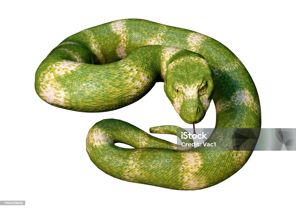 serpent de Viper d’illustration 3D sur le blanc - Photo de Allemagne libre de droits