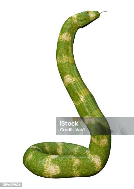 3d Illustration Viper Snake On White Stock Photo - Download Image Now - Animal, Animal Wildlife, Biting
