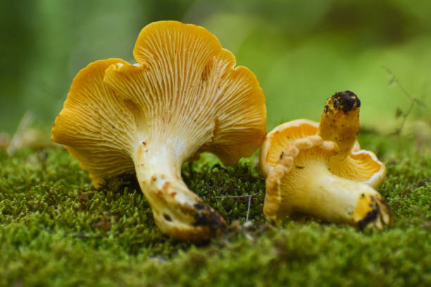istock Chanterelle mushrooms close up 1154429628