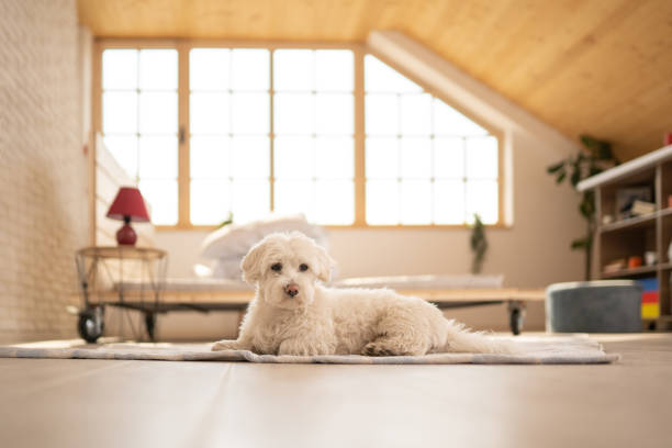 istock Pet dog ready for a walk 1154430610