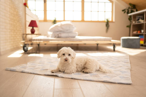 istock Fluffy Maltese dog on carpet in bedroom 1154430620