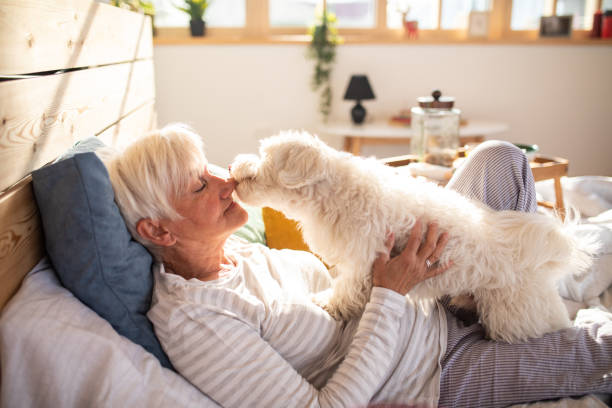 Life is better with a pet Senior woman  lying on bed at home on sunny morning with  fluffy Maltese dog maltese dog stock pictures, royalty-free photos & images
