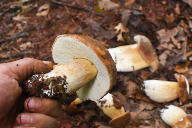 istock Male hand pick up mushroom in the forest 1154431025