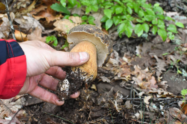 istock Male hand pick up mushroom in the forest 1154431062