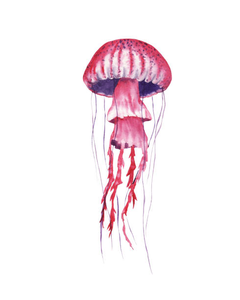 pembe denizanası suluboya illüstrasyon - denizanası stock illustrations