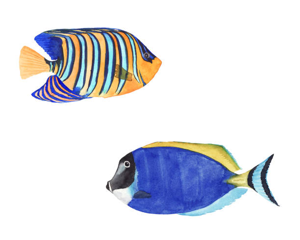 istock watercolor illustration set of colorful tropical fish 1154431132