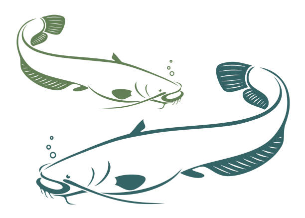 ilustrações, clipart, desenhos animados e ícones de peixe-gato-ilustração do vetor - catfish fish fishing fishing hook