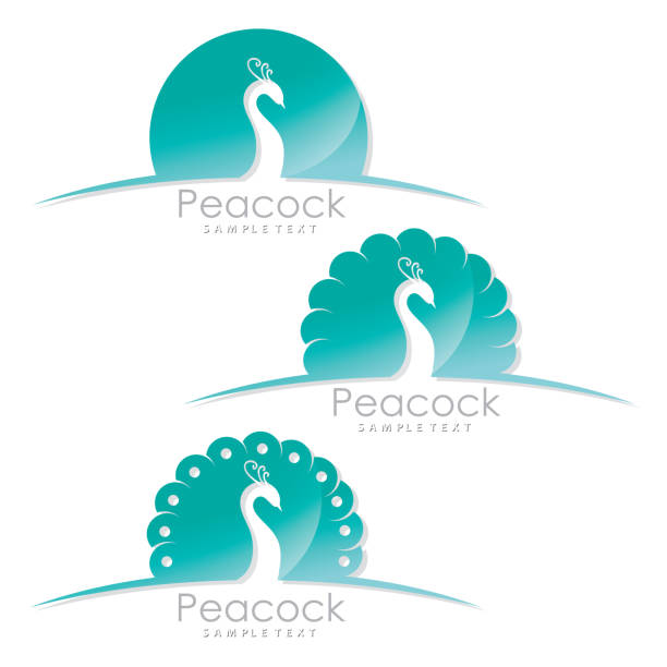 illustrazioni stock, clip art, cartoni animati e icone di tendenza di etichetta pavone - illustrazione vettoriale - phoenix wing bird peacock