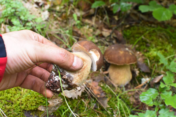 istock Male hand pick up mushroom in the forest 1154432172