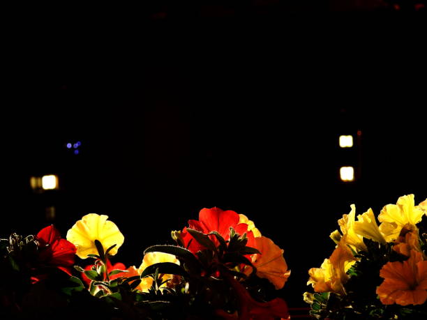 istock Flowers in the window at night 1154433543