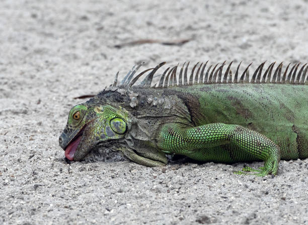 istock Green Iguana Tonguing Food on Sand 1154434294