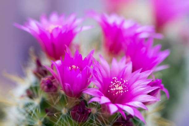 kaktus z kwiatem, mammillaria zeilmanniana - mammillaria cactus zdjęcia i obrazy z banku zdjęć
