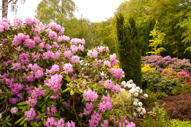 istock Rhododendron in different colours and varieties 1154435411